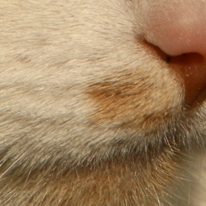 crop70200.jpg
