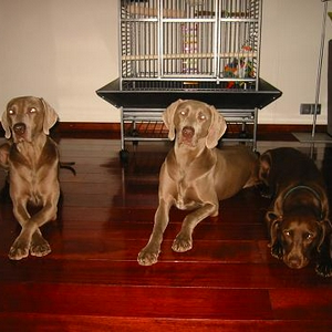honden wachten op james 012kl.JPG