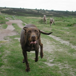 buddy rennen.JPG