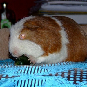 42059450_5_aKJT.jpg