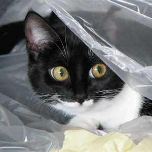 plasticpoes.JPG