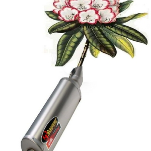 rhododendron.JPG