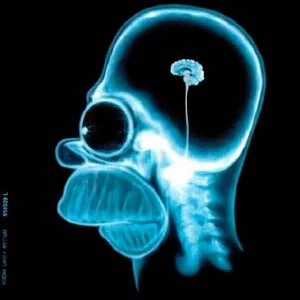 homer_brain.jpg