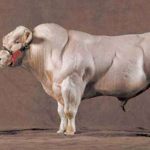 belgian.blue.jpg