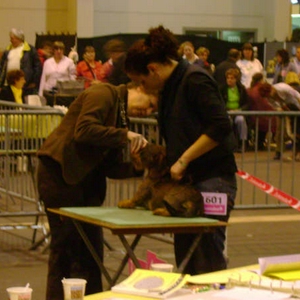 hondenshow 046.jpg