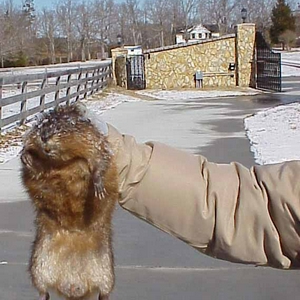 rat1.jpg