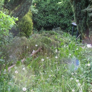 tuin04.jpg