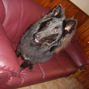 loki2.jpg