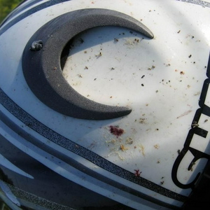 duif 002.jpg