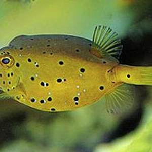 kofferfisch1.jpg