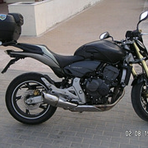 Hornet met koffer.jpg