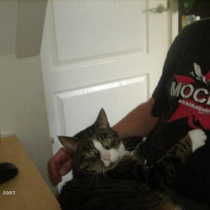 Banjo weer op schoot.jpg