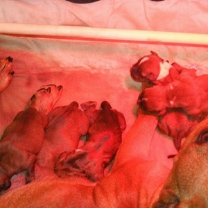 juwelpups6.jpg
