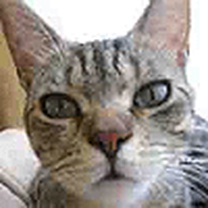 gif 100x100.gif