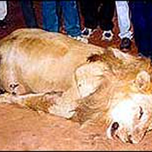deadlion.jpg