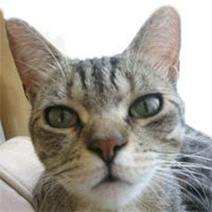 poes.jpg