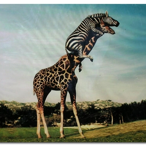 giraf-zebra.jpg