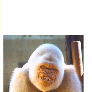 Funny_Fat_animals_018.jpg