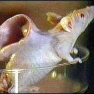 _1949073_mouse_ear300.jpg