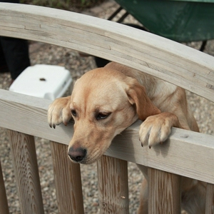 hond.jpg