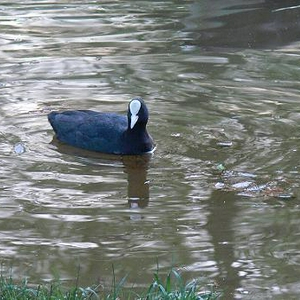 Waterkippetje 2.jpg