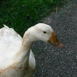 Witte Gans.jpg