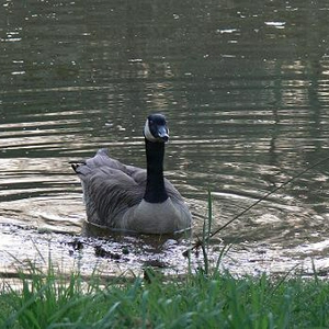 Rotsgans2.jpg