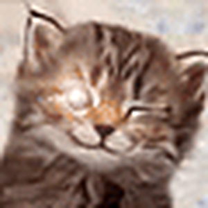 fuzy-f.gif