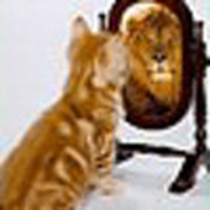 kattekop1.gif