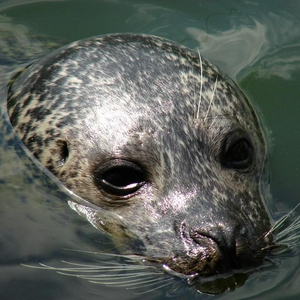 zeehond.JPG