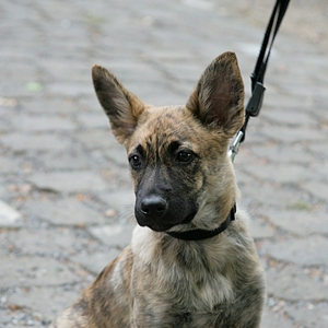 hondje2