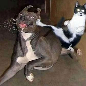 karate_cat.jpg