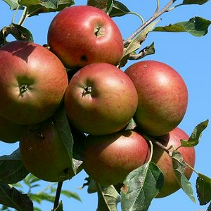 Appels 1.jpg