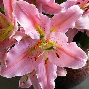 Roze bloem.jpg