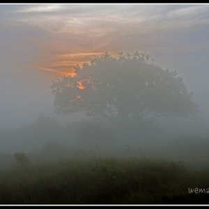 zonsopgang met boom 1 .jpg