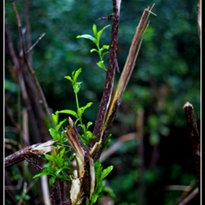 plant goes on2 .jpg