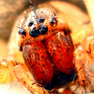 spin 1 macro 1.jpg