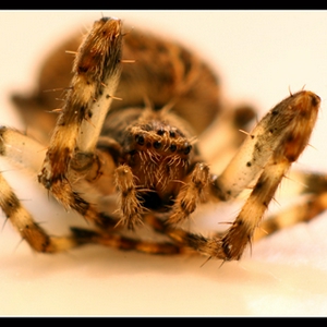 spin 2 macro 1.jpg