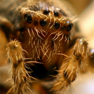 spin 2 macro 2.jpg