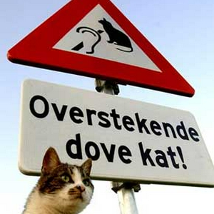 nb1105dovekat.jpeg