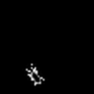 bug.gif
