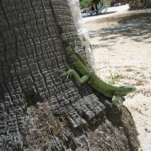 Aruba 2008 059 (Small).jpg