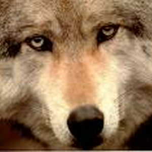 wolf.jpg