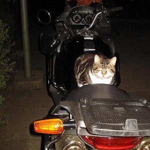 speedy2.JPG