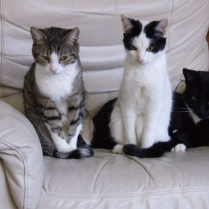 kitties-small.jpg