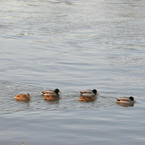DSC_0154.JPG