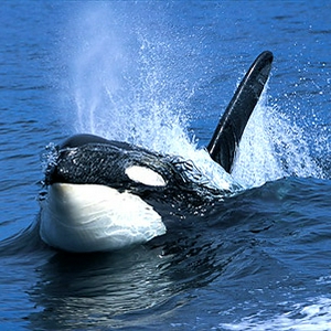 orcas_3.jpg