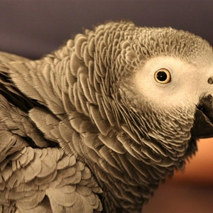 rico (Large).JPG