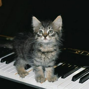 little piano cat.JPG