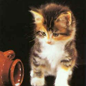spilled milk cat.JPG